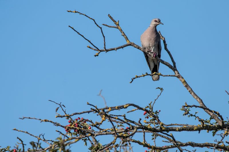 Tourterelle des bois